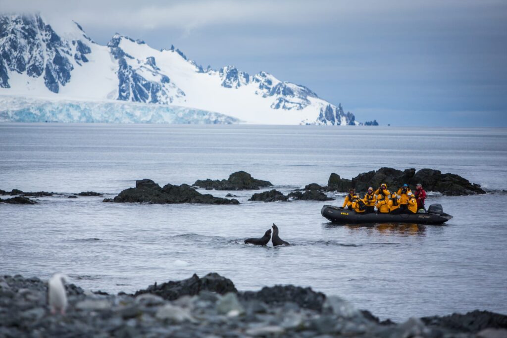 Seals in Antarctica