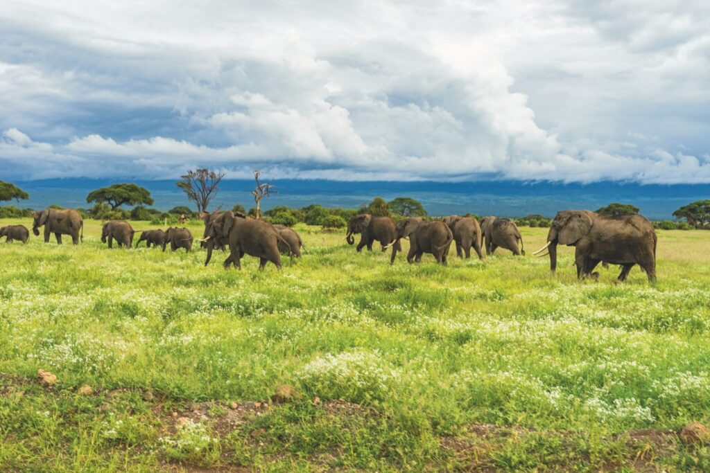 Herd of elephants grazing on the lush plains of Mount Kilimanjaro on a cloudy day