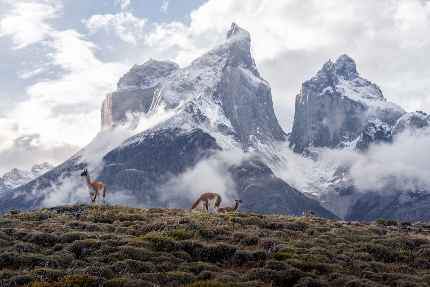 dear grazing in front of snowy mountain