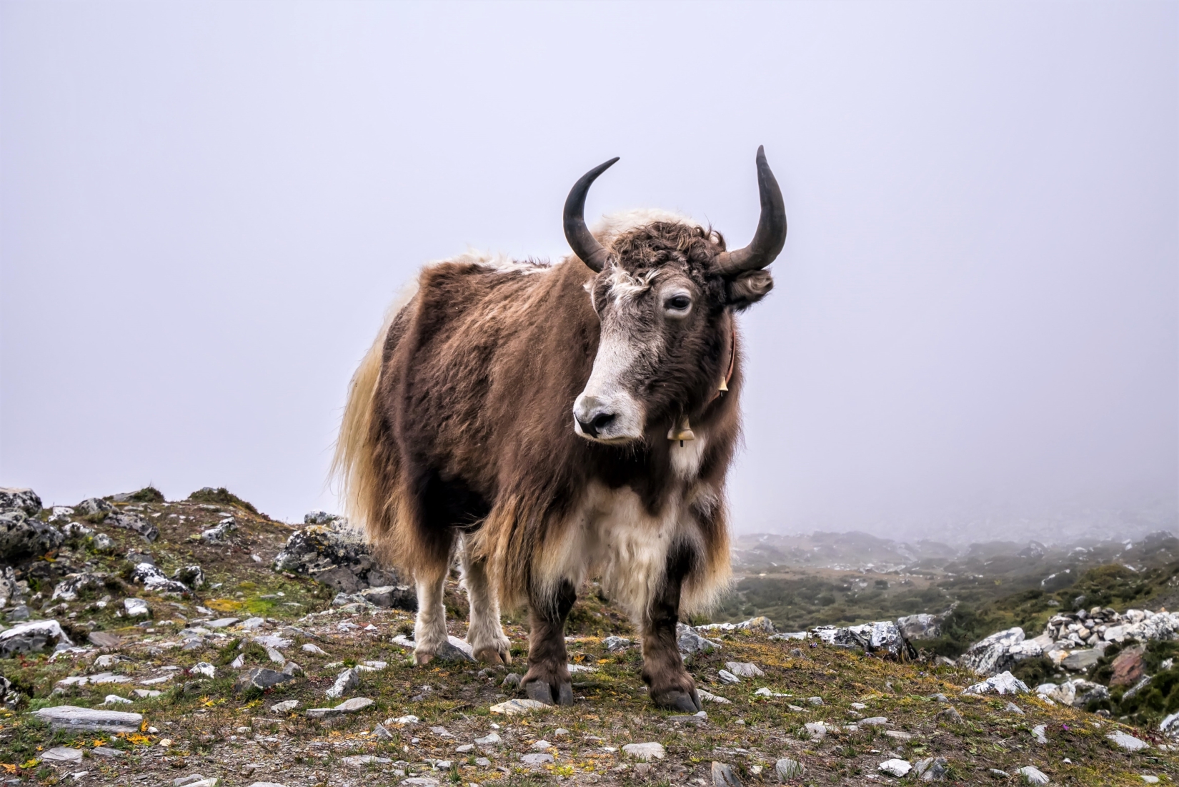 yak-everest-trekking