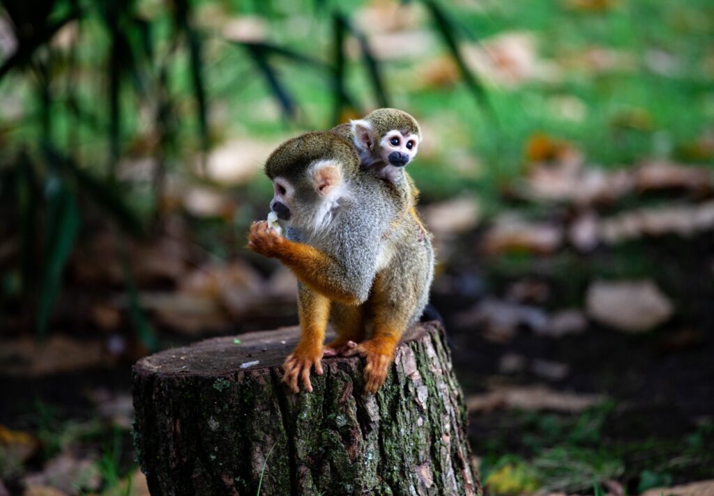 Baby Spider Monkey on its mother’s back in the Tortuguero Forest, Costa Rica