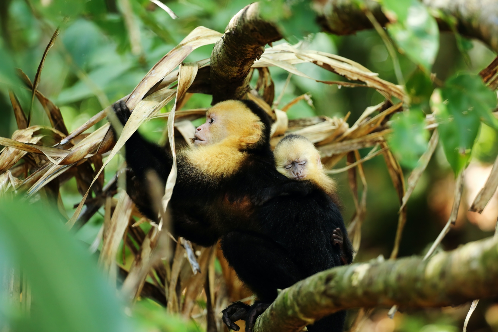 White-faced capuchin monkey in Manuel Antonio National Park https://unsplash.com/photos/QrSZQLHf6Wk