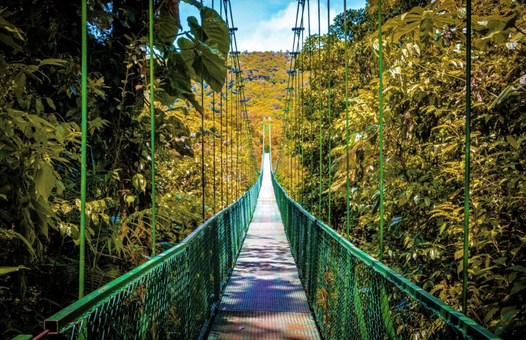 Canopy bridge above dense cloud forest in Monteverde