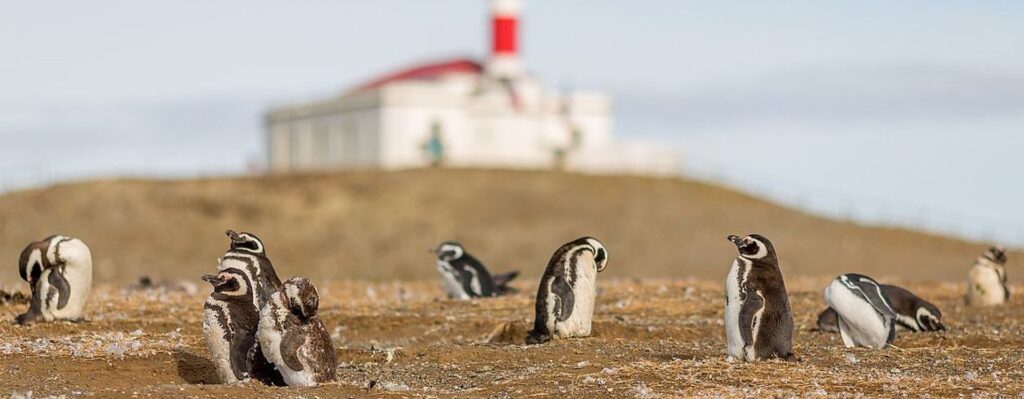 Penguins on Magdalena Island, Chile (near Punta Arenas)