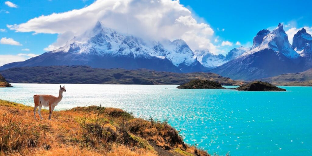 A vicuña stands in front of a lake in Torres del Paine National Park, Chile