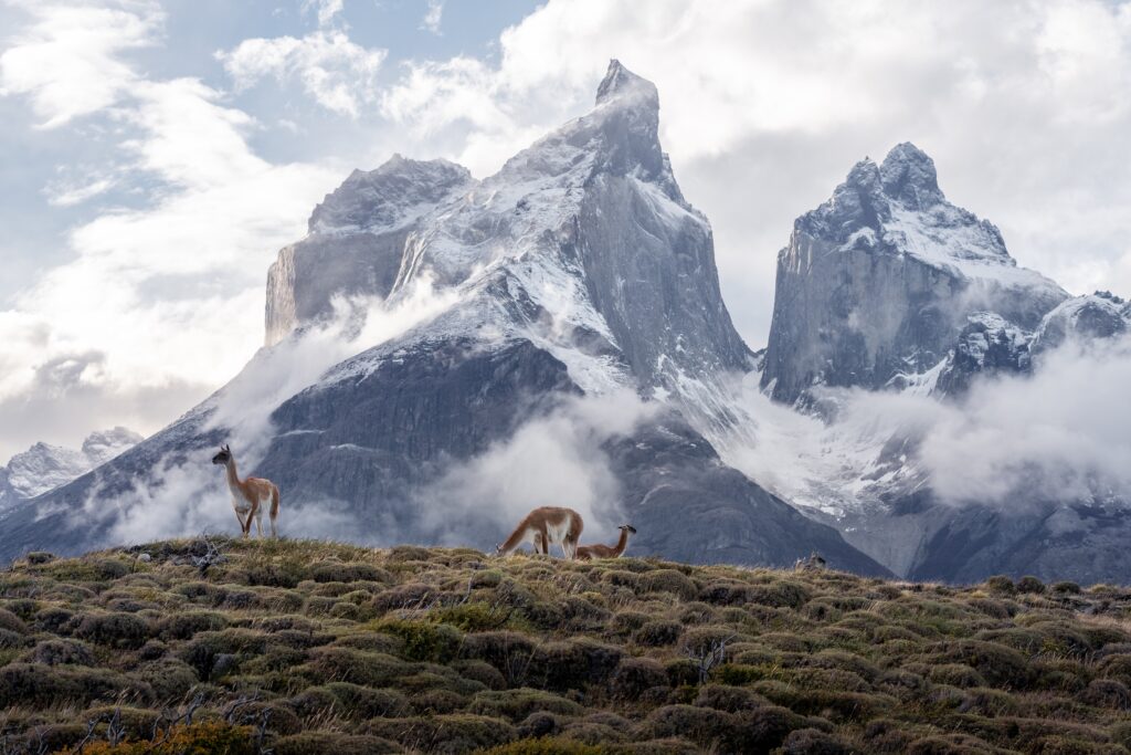 Several vicuñas in front of the Cuernos mountains in Torres del Paine National Park in Chile