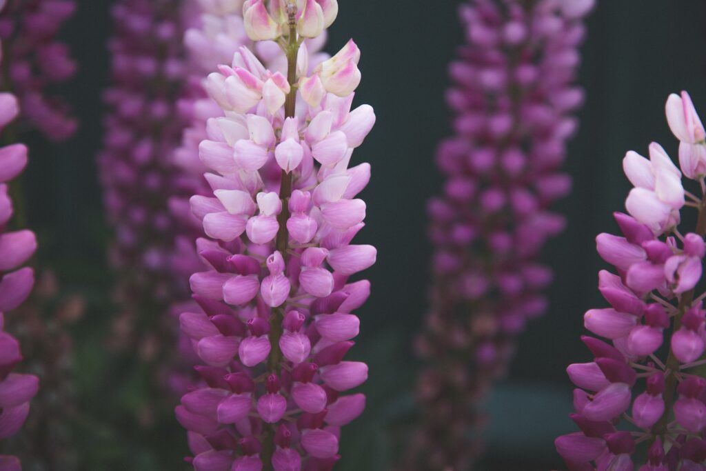 Purple lupine flowers in Patagonia